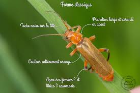 Attēlu rezultāti vaicājumam “Cantharis livida”