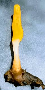 Attēlu rezultāti vaicājumam “Mitrula paludosa”