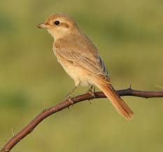 Image result for Lanius isabellinus