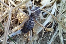 Attēlu rezultāti vaicājumam “Melitaea cinxia underside”