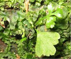 Attēlu rezultāti vaicājumam “Campylium protensum sporophyte”