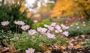 Image result for Anemonenarten