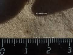 Attēlu rezultāti vaicājumam “Postia tephroleucus”