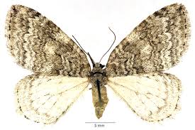 Attēlu rezultāti vaicājumam “Epirranthis diversata imago”