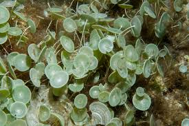 Attēlu rezultāti vaicājumam “Chlorophyta”