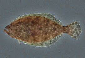 Image result for Paralichthys dentatus