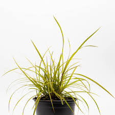 Attēlu rezultāti vaicājumam “Carex loliacea”