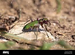 Attēlu rezultāti vaicājumam “Cicindela campestris imago”