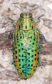 Attēlu rezultāti vaicājumam “Buprestidae”