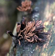 Attēlu rezultāti vaicājumam “Stemonitis herbatica stalked”