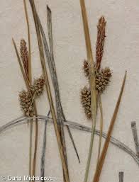 Attēlu rezultāti vaicājumam “Carex viridula”