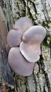 Attēlu rezultāti vaicājumam “Amaurochaete atra”