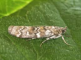 Attēlu rezultāti vaicājumam “Dioryctria abietella”