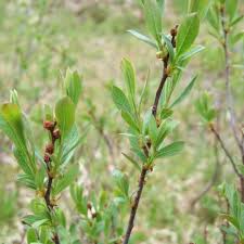 Attēlu rezultāti vaicājumam “Myrica gale fruit”