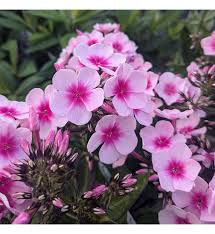 Image result for Phlox paniculata `Bright Eyes`