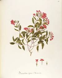 Attēlu rezultāti vaicājumam “Rubiaceae”