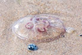 Attēlu rezultāti vaicājumam “Aurelia aurita”