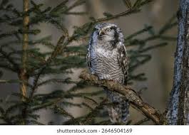 Image result for Surnia ulula