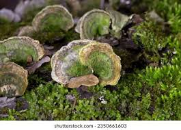 Attēlu rezultāti vaicājumam “Cerrena unicolor”