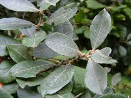 Attēlu rezultāti vaicājumam “Salix cinerea”