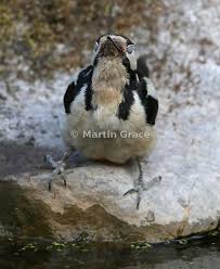 Attēlu rezultāti vaicājumam “Dendrocopos major female”