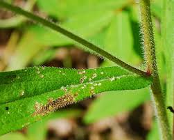 Attēlu rezultāti vaicājumam “Rudbeckia hirta var. hirta leaf”