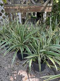 Attēlu rezultāti vaicājumam “Dianema nivale sessile”