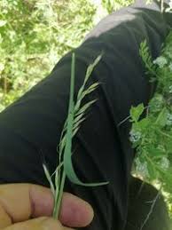 Attēlu rezultāti vaicājumam “Helictotrichon pubescens”