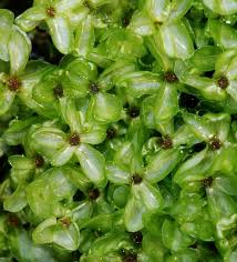 Attēlu rezultāti vaicājumam “Rhizomnium punctatum”