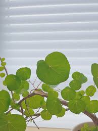 Attēlu rezultāti vaicājumam “Trichia erecta stalked”