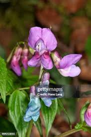 Attēlu rezultāti vaicājumam “Lathyrus vernus flower”