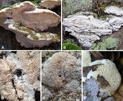 Attēlu rezultāti vaicājumam “Oxyporus”