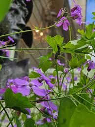 Image result for Lunaria annua