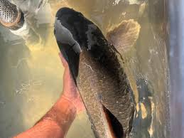 Image result for Moxostoma hubbsi