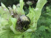 Attēlu rezultāti vaicājumam “Potosia cuprea”