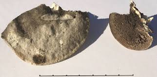 Attēlu rezultāti vaicājumam “Trametes suaveolens”