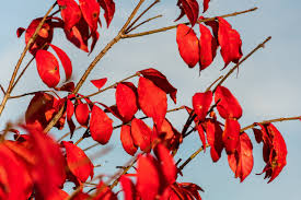 Attēlu rezultāti vaicājumam “Euonymus europaeus”
