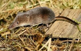 Attēlu rezultāti vaicājumam “Sorex sp.”