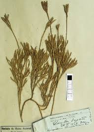 Attēlu rezultāti vaicājumam “Diphasium complanatum”