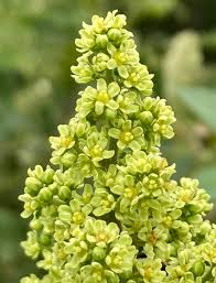 Attēlu rezultāti vaicājumam “Rhus typhina flower”