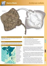 Image result for Amblyraja radiata