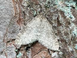 Attēlu rezultāti vaicājumam “Trichopteryx carpinata”