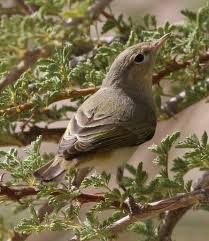 Image result for Phylloscopus orientalis