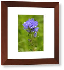 Attēlu rezultāti vaicājumam “Campanula cervicaria flower”