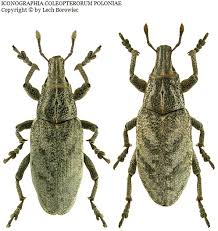 Attēlu rezultāti vaicājumam “Cleonis pigra”