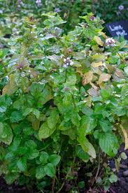 Attēlu rezultāti vaicājumam “Mentha x piperita”