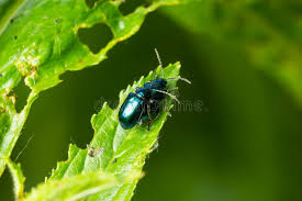 Attēlu rezultāti vaicājumam “Altica sp.”