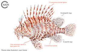 Image result for Pterois miles