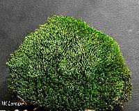 Attēlu rezultāti vaicājumam “Bryum argenteum sporophyte”