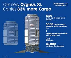 Attēlu rezultāti vaicājumam “Cygnus cygnus adult”